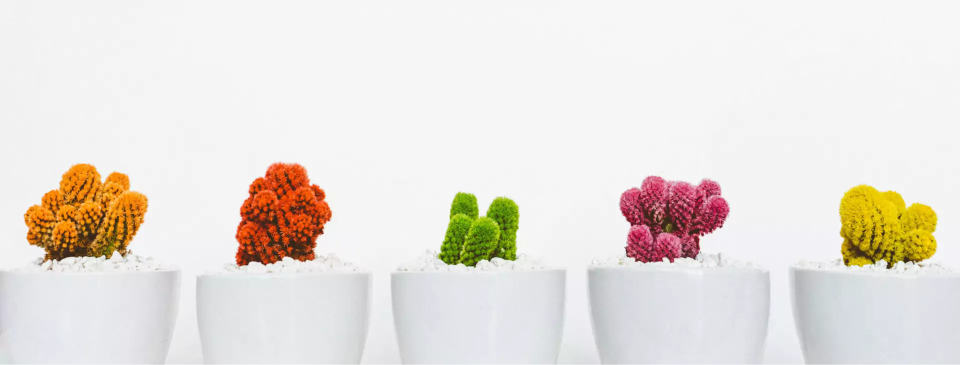 színes kaktuszok